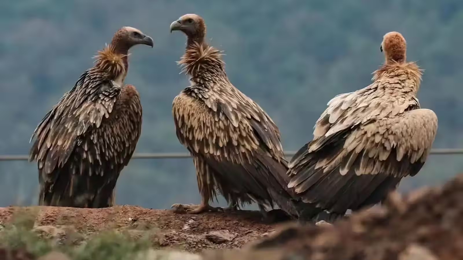 Save Vultures, Save Nature: Why India’s Vultures Are Crucial for the Ecosystem